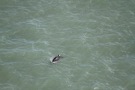 Missing Picture